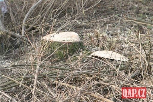 Kácení Krašovská plzen foto QAP (4) Kácení Krašovská plzen foto QAP (4)