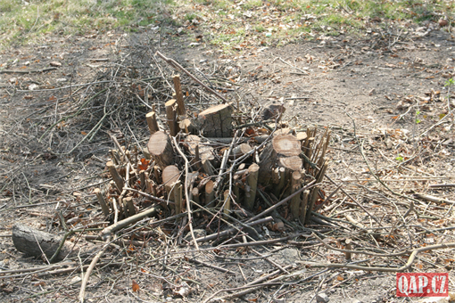 Foto kácení stromů_Borský park_QAP (3) Foto kácení stromů_Borský park_QAP (3)