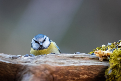 sýkroka_ptačí hodinka_ČSO sýkroka_ptačí hodinka_ČSO