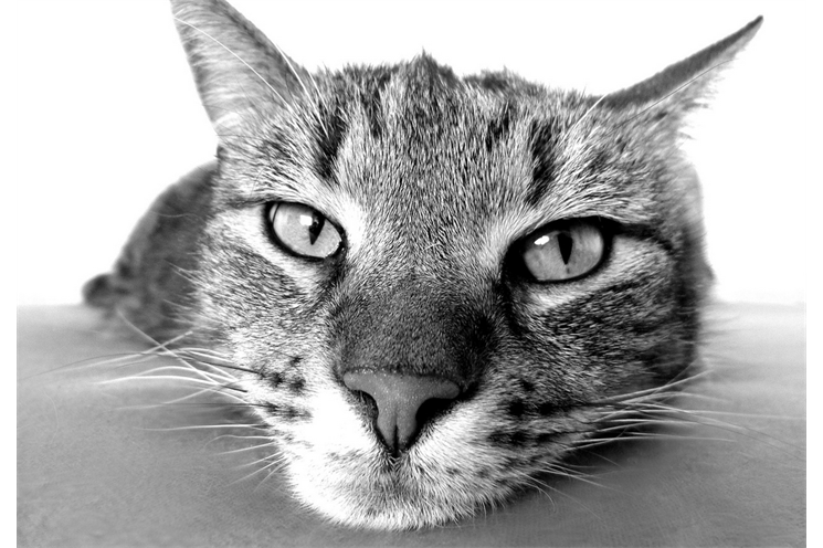 kočka_pixabay