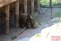 Medvědi_oslava zoo_0423_QAP (24)