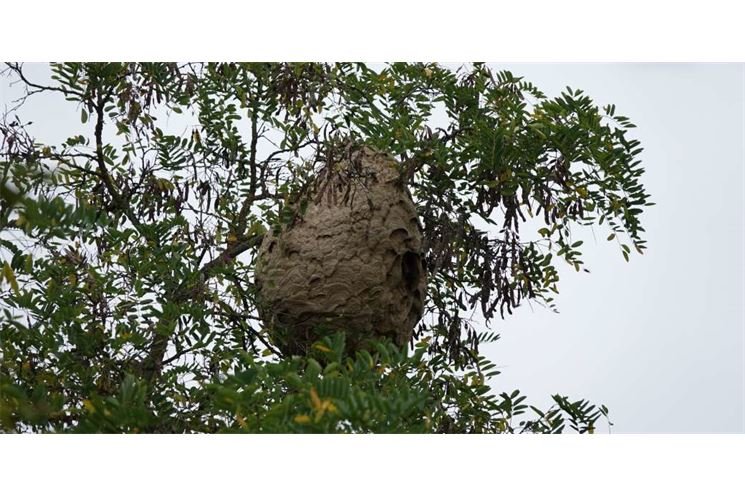 Jan Walter-hnízdo sršně asijské v Plzni-1040x520