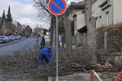 kácení Javorů_0224_město Domažlice kácení Javorů_0224_město Domažlice