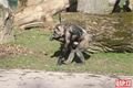 šimpanzí chlapeček_0224_QAP (23)