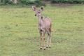 kudu-velký-Tragelaphus-strepsiceros-5-4-2024-km (5)-upr-mini