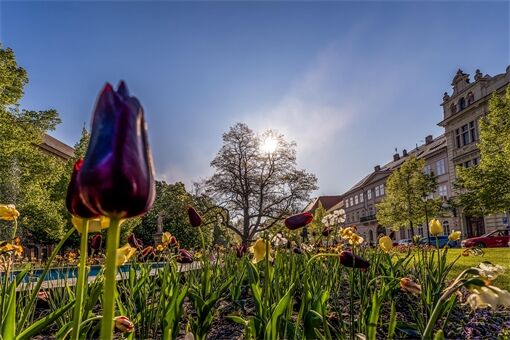 jaro_slunce_tulipán_Plzeň_2024_ilustrační Milan Janoch jaro_slunce_tulipán_Plzeň_2024_ilustrační Milan Janoch