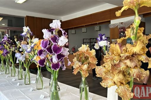 Výstava kosatce Volduchy_0525_Kačka Zemanová QAP (1) Výstava kosatce Volduchy_0525_Kačka Zemanová QAP (1)