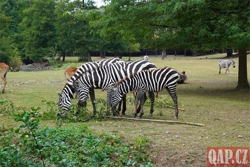Křtiny zebry bezhřívé_0825_QAP (10) Křtiny zebry bezhřívé_0825_QAP (10)