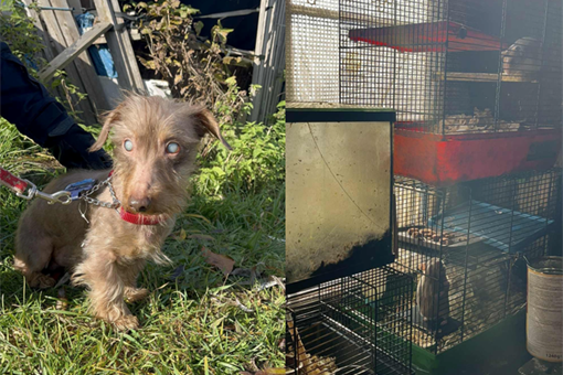 KVS týraná zvířata Tachov_1125_KVS a U Šmudliny KVS týraná zvířata Tachov_1125_KVS a U Šmudliny