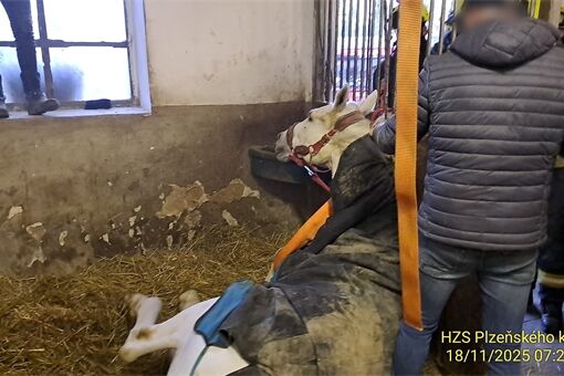 Hasiči pomáhají padlému koni_1125_HZSPK (1) Hasiči pomáhají padlému koni_1125_HZSPK (1)