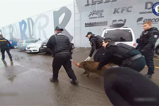 divoké prase v tescu_1225_MPP divoké prase v tescu_1225_MPP