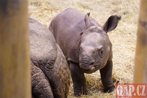 křtiny nosorožec Ap_1225_QAP (7) křtiny nosorožec Ap_1225_QAP (7)