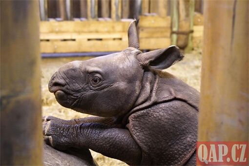 křtiny nosorožec Ap_1225_QAP (12) křtiny nosorožec Ap_1225_QAP (12)