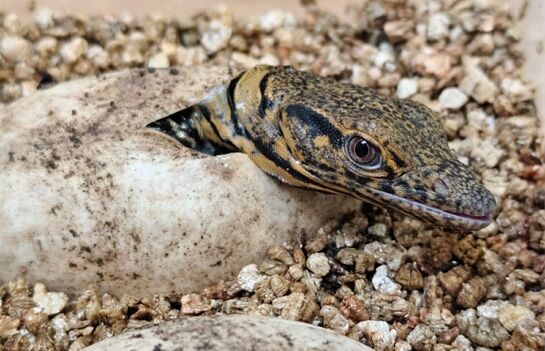 mládě varana plodožravého_0126_zoo Plzeň (1) mládě varana plodožravého_0126_zoo Plzeň (1)