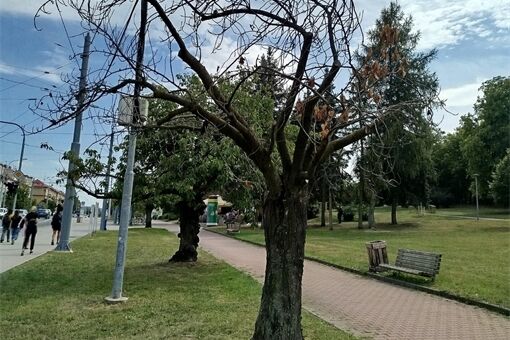 Plzeňské parky prochází zimní údržbou_0126_MMP (1) Plzeňské parky prochází zimní údržbou_0126_MMP (1)