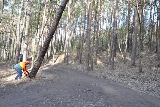 kácení v lesích Plzeň_0226_SVSMP kácení v lesích Plzeň_0226_SVSMP