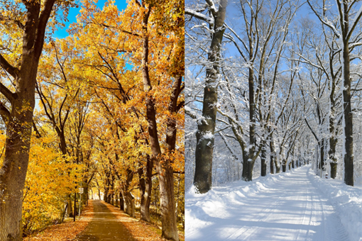 Braunerova alej Babylon_foto alej roku Braunerova alej Babylon_foto alej roku