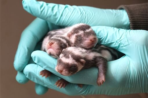 zorila malá_0226_K.Misáková a K (3) zorila malá_0226_K.Misáková a K (3)