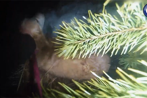 odchyt retrívra MPP_0226_MPP odchyt retrívra MPP_0226_MPP