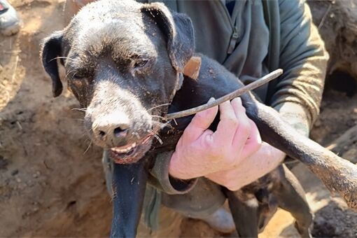 Záchrana psa Pankrác Nýřany_0326_HZSPK (3) Záchrana psa Pankrác Nýřany_0326_HZSPK (3)