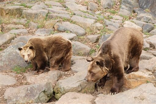 medvědi zoo se probudili_0326_K Misíková (2) medvědi zoo se probudili_0326_K Misíková (2)