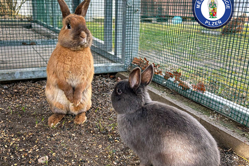 odchyt králíka_0326_MPP odchyt králíka_0326_MPP