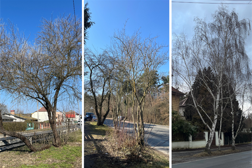 kácení stromu Jednička_0326_ÚMO1 kácení stromu Jednička_0326_ÚMO1