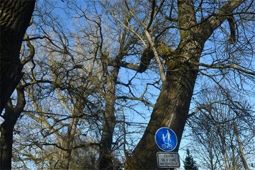 kilometrovka stromy_0326_MMP (5) kilometrovka stromy_0326_MMP (5)