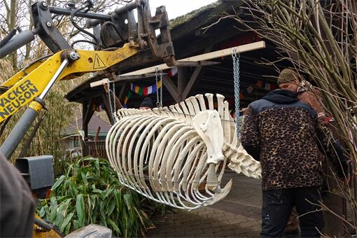 kostra nosorožce Baabua_0326_K (4) kostra nosorožce Baabua_0326_K (4)