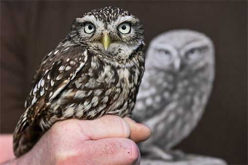 voliéra sýček Nýřany_0326_PK (1) voliéra sýček Nýřany_0326_PK (1)