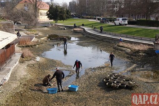 Výlov ryb z Mlýnské strouhy_0326_QAP (4) Výlov ryb z Mlýnské strouhy_0326_QAP (4)