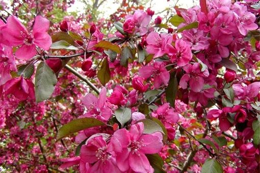 květoucí jabloň, QAP květoucí jabloň, QAP