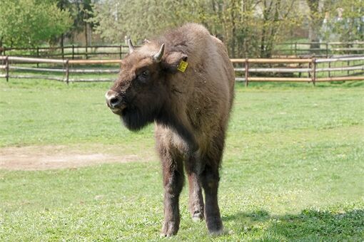 zubr-evropský-Bison-bonasus-spojování s novou samicí-17-4-2026-km (43)-mini zubr-evropský-Bison-bonasus-spojování s novou samicí-17-4-2026-km (43)-mini