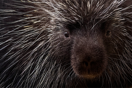 urzoun_0426_zoo Plzeň urzoun_0426_zoo Plzeň