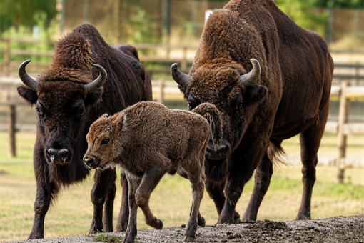 zubr evropský-bison-bonasus-4-8-2026-km zubr evropský-bison-bonasus-4-8-2026-km