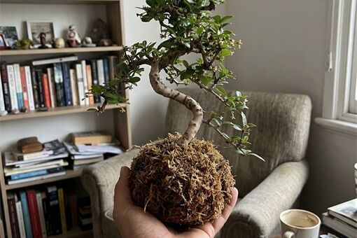 kokedamy_e-bonsai.cz kokedamy_e-bonsai.cz