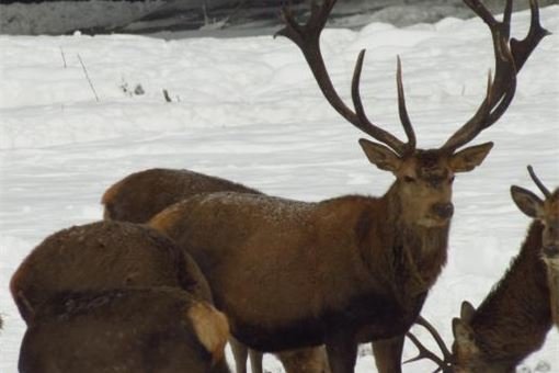 npsumava_jelen1 npsumava_jelen1